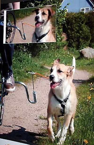Smycz uchwyt do roweru Springer dla psa