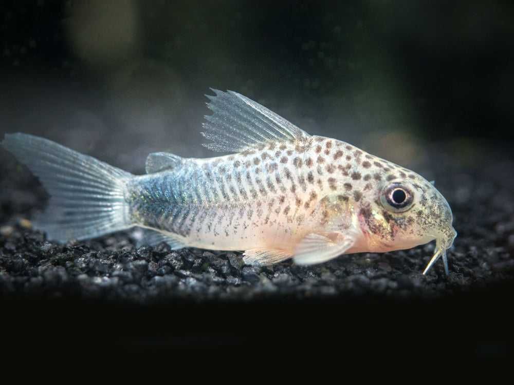 Kirysek szmaragdowoogonowy - Corydoras similis - Kirys - dowóz