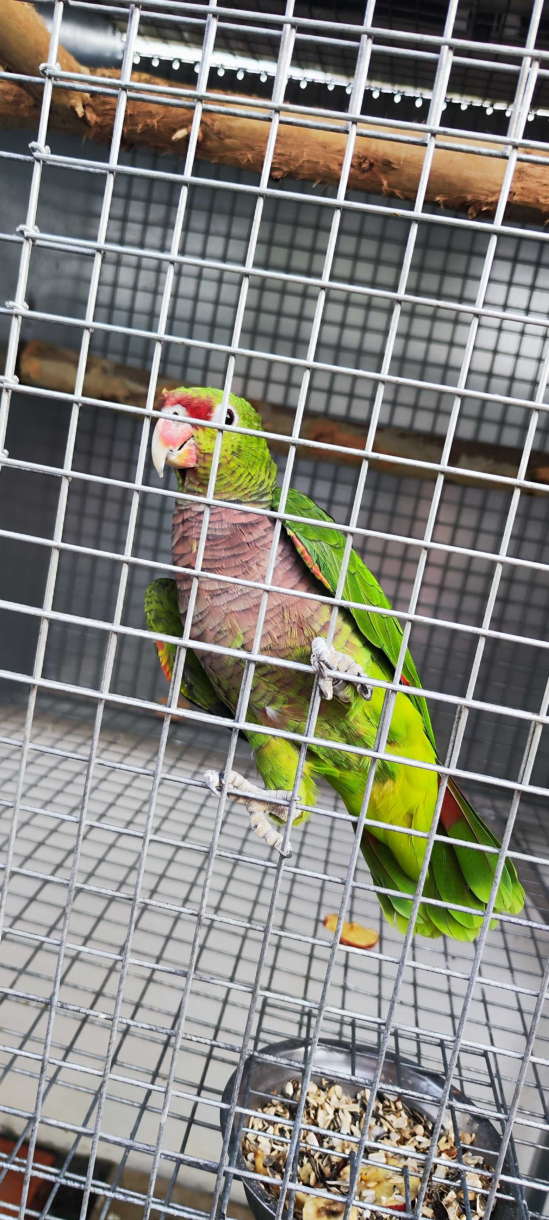 Amazonas vinacea macho