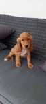 Cocker spaniel inglês