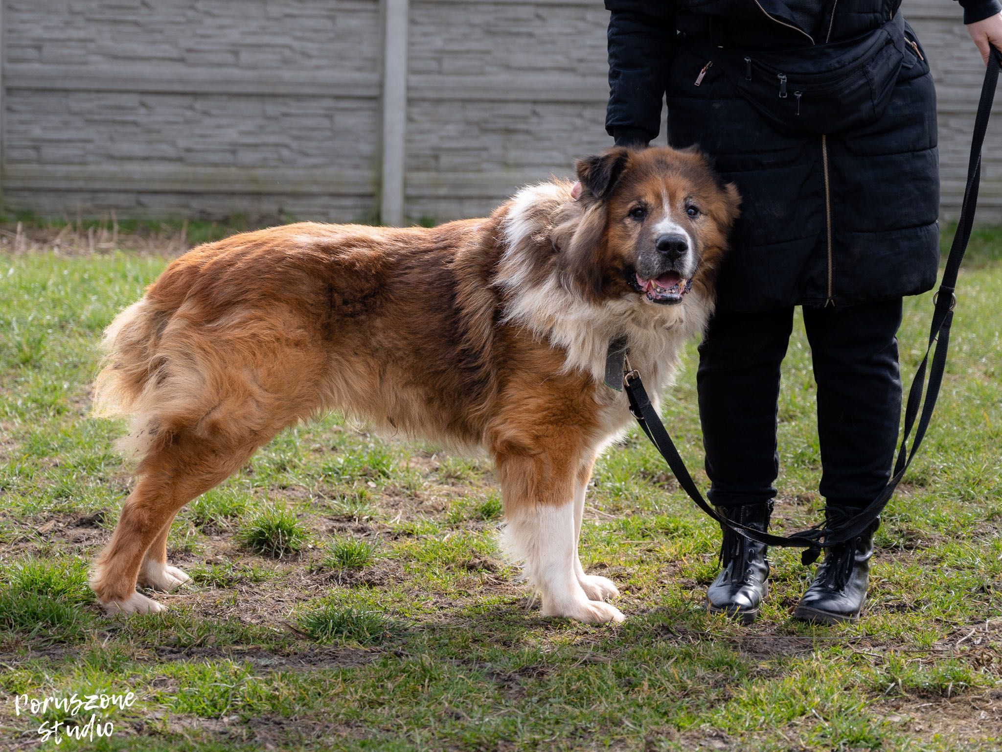 Bodo kaukaz pies duży do adopcji Kalisz Poznań Wrocław