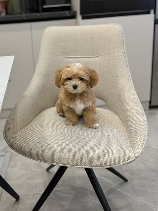 Мальтіпу ф1, міні хлопчики