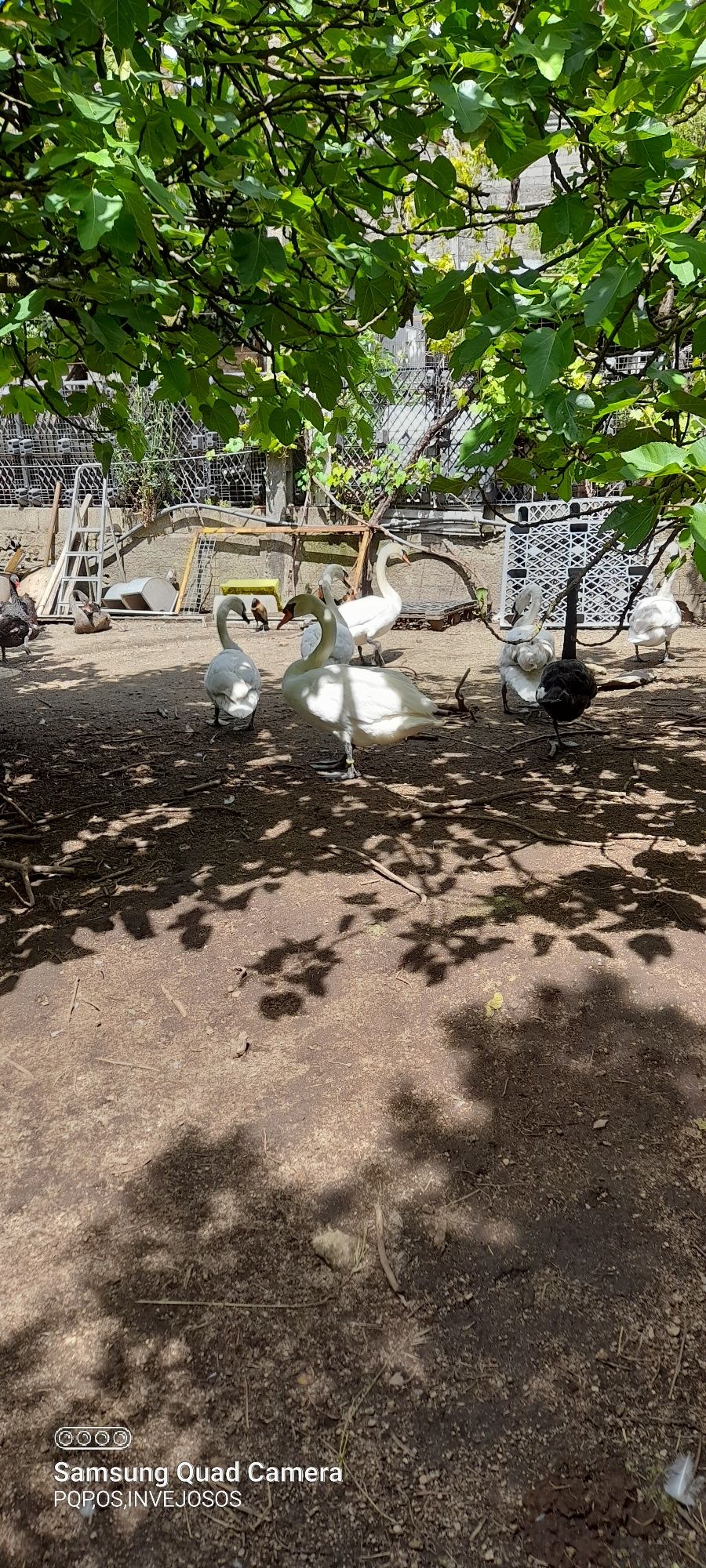 Cisnes  brancos com muito bom porte com idade de criação