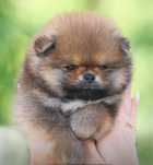 Szpic miniaturowy Pomeranian