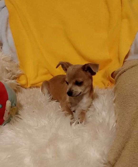 Chihuahua dziewczynka