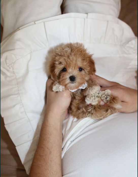 Maltipoo pudel+ Maltańczyk chłopiec