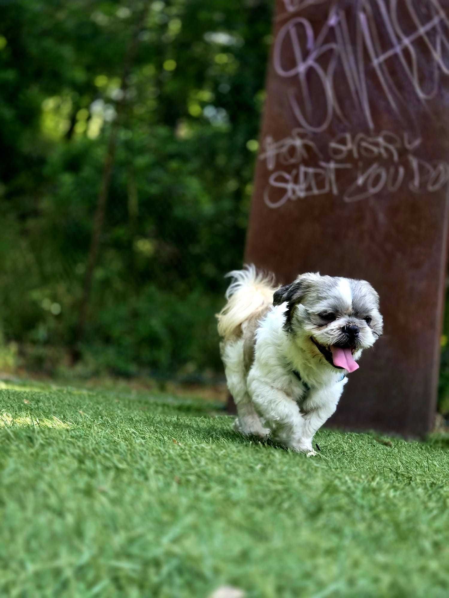 Shih-tzu macho com 3 anos pronto para namorar