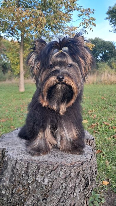 Yorkshire terrier Disney