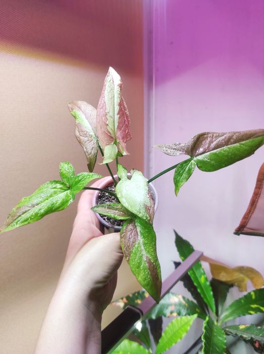 Syngonium Strawberry milk/Salmon pink