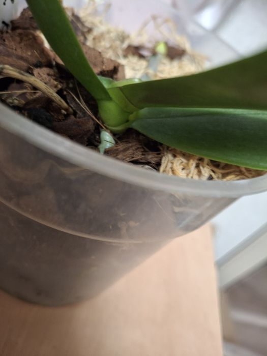 Орхідея Мікі Орхідс KS Balm