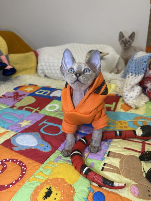 Джастин, девон рекс, ищет маму