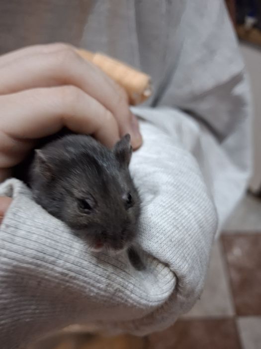 Chomiki dżungarskie