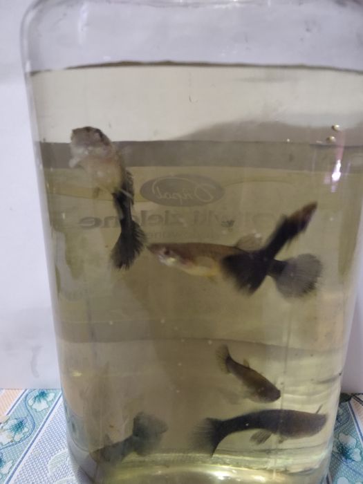 Тихий компресор для акваріуму