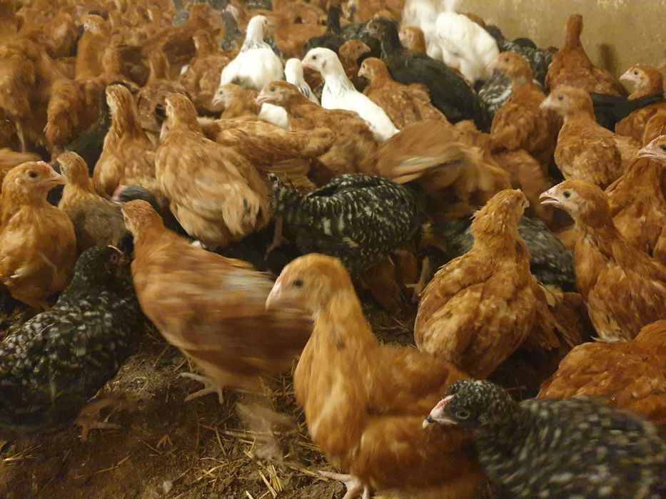 Kury kokoszki nioski Rosa kolorowa odchowana dowóz Gratis