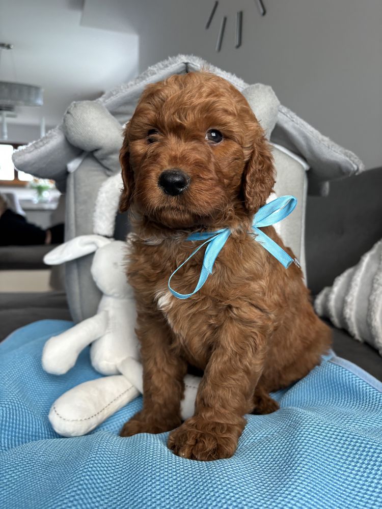 Goldendoodle piesek unikat