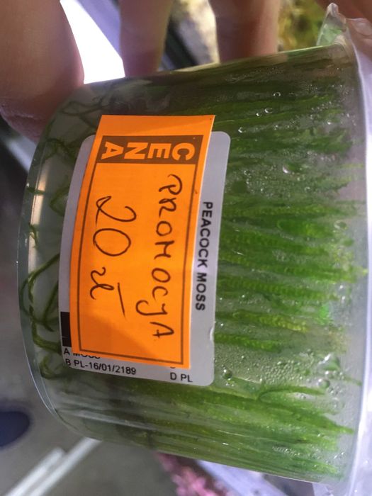 Gałęzatka kulista,Mech Christmas,Spiky,Weeping,Flame - TINA ZOO ZABRZE