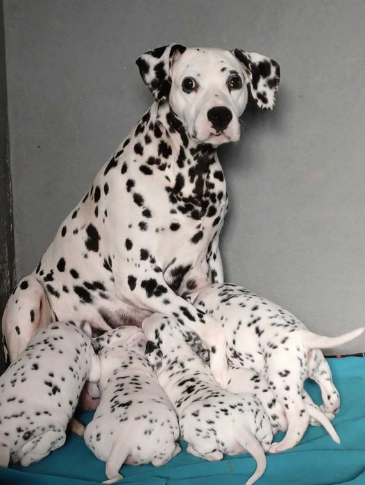 DALMATA « As pintas mais belas de sempre »
