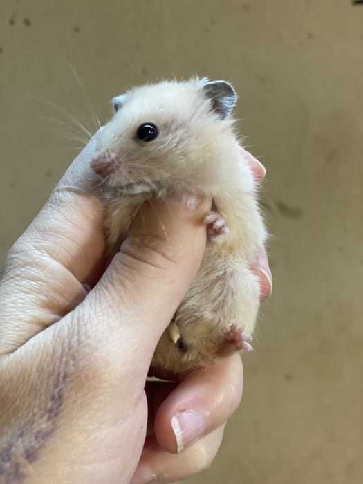 Хомяк персикового кольору