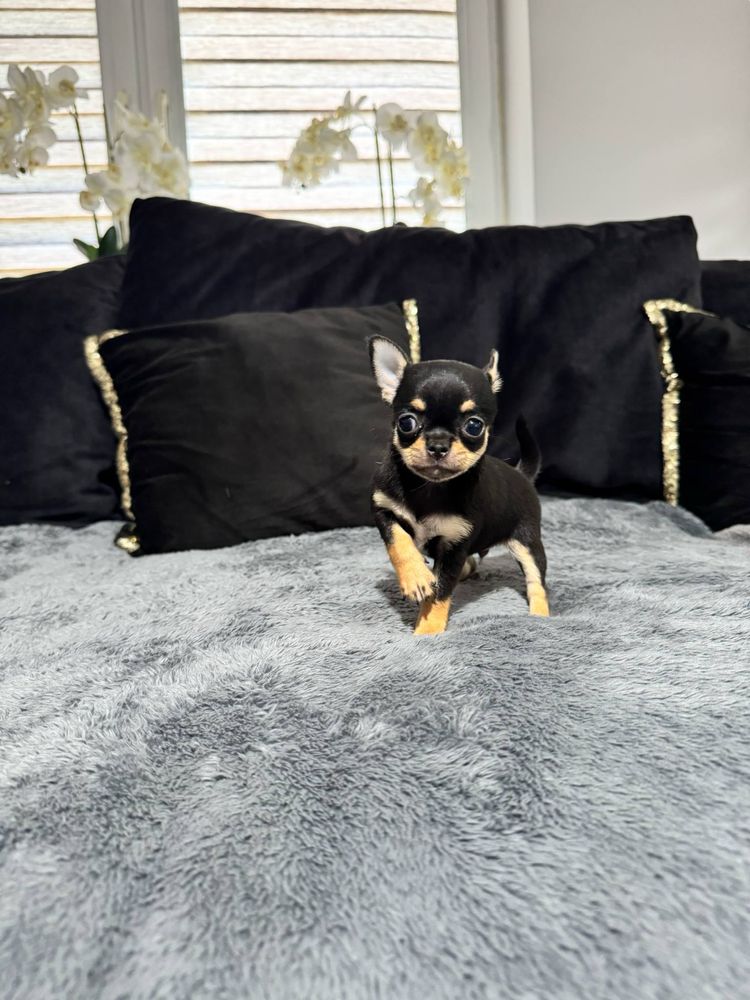 Chihuahua sunia