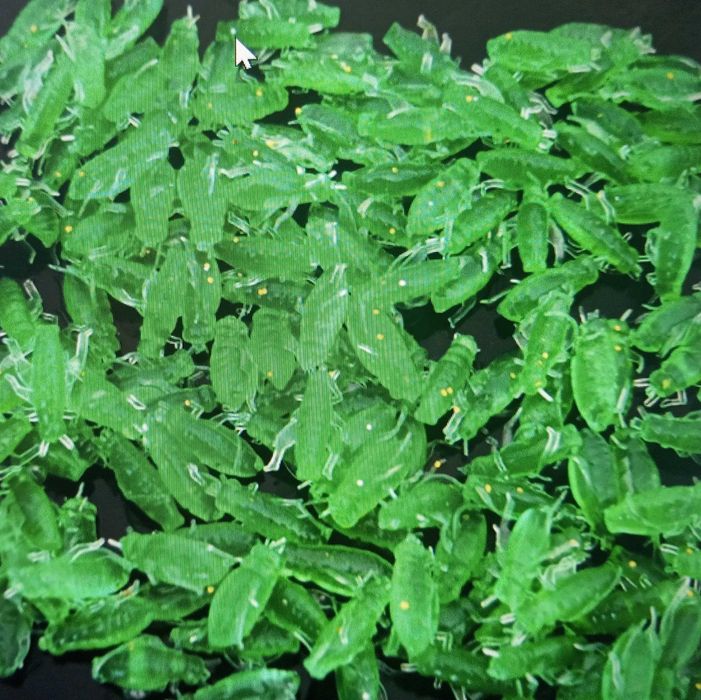 Krewetki i żuki sylikonowe