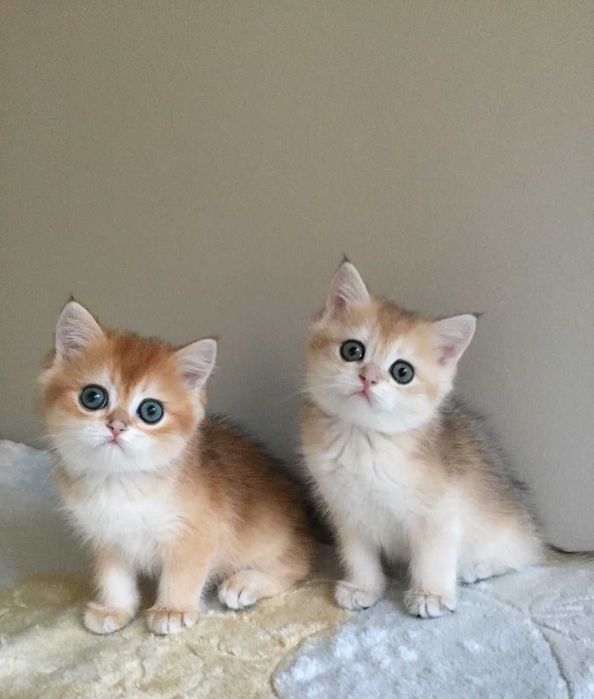 Kocurek szkocki, colour złota szynszyla