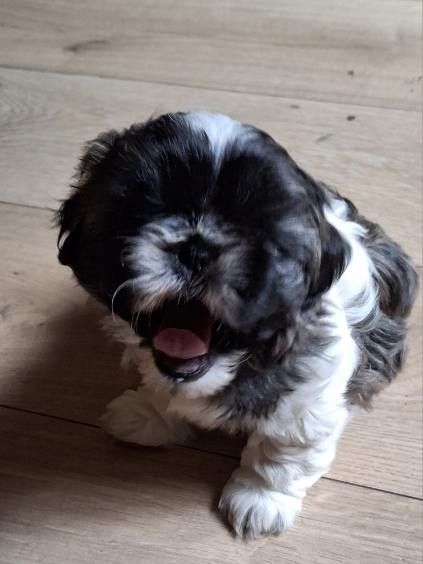 Szczeniak Shih tzu
