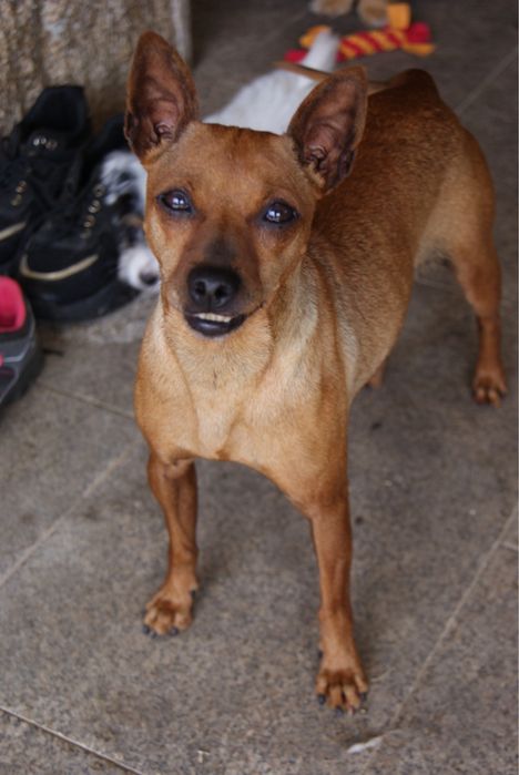 Luna - 3 anos, Pinscher