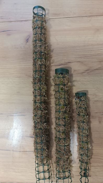 Моховий тотем для кімнатних рослин