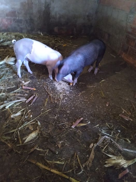 2 porcas com 50kg cada