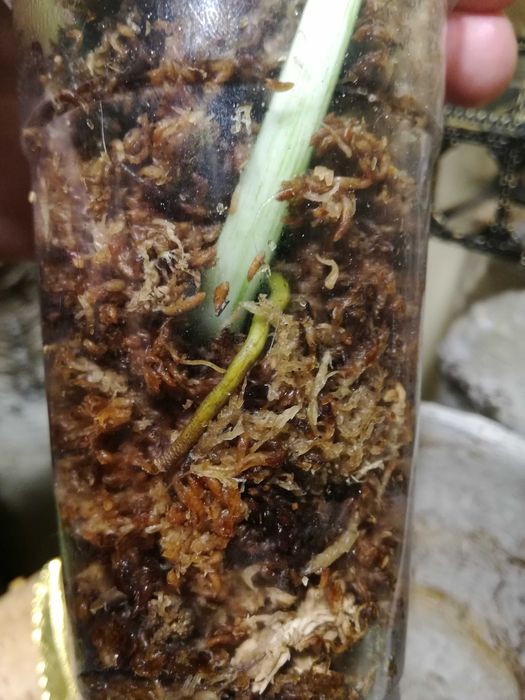 Philodendron Giganteum Variegata Filodendron roślina piękna monstera