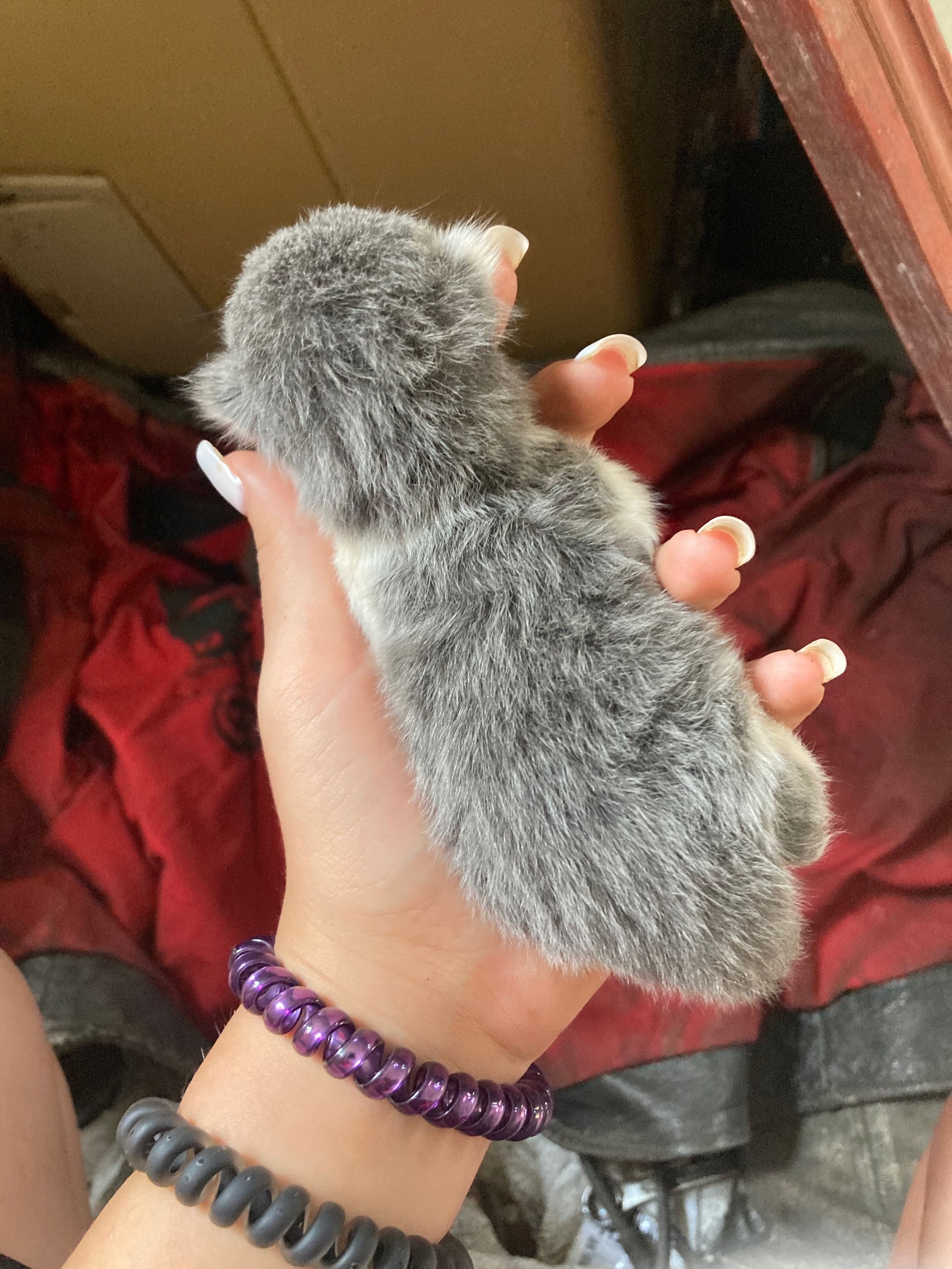 Кошенята шукають родину