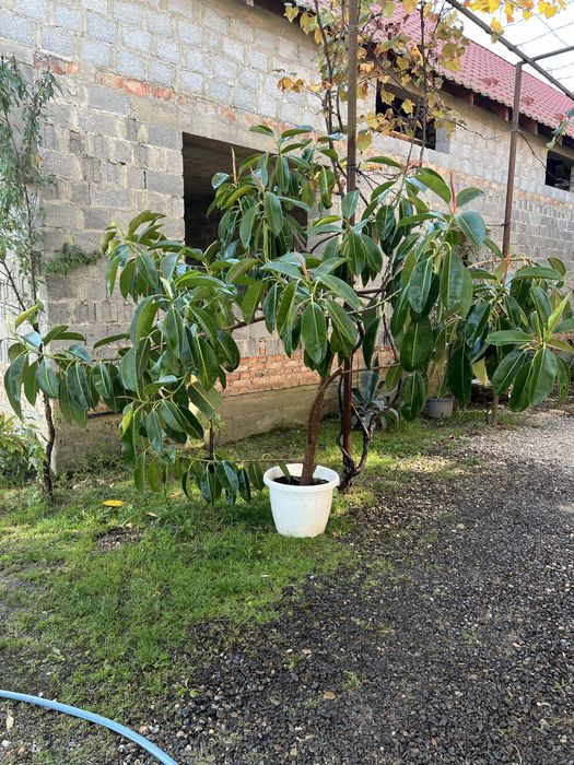 Декоративне кімнатне дерево