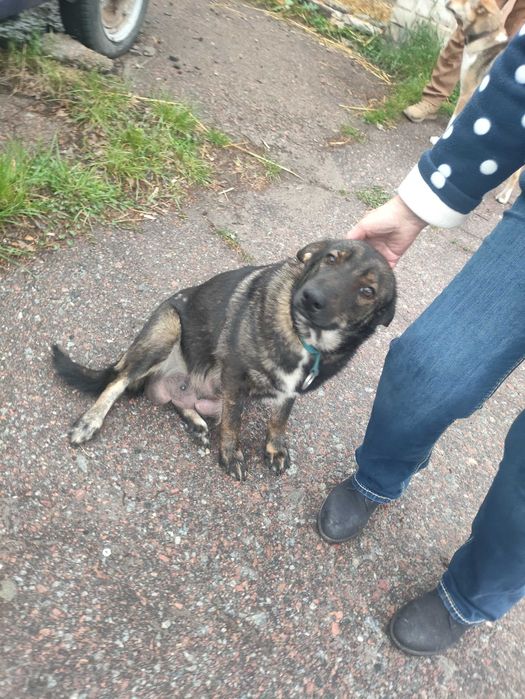 Віддам в добрі руки цуценят - лабрадворчиків