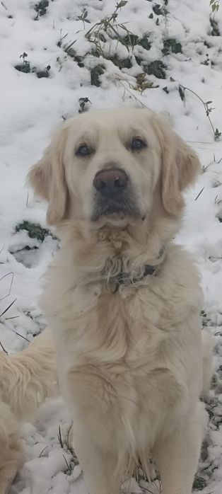 Золотистий ретривер