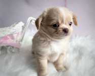 ***Długowłosy cudny maluszek chihuahua***