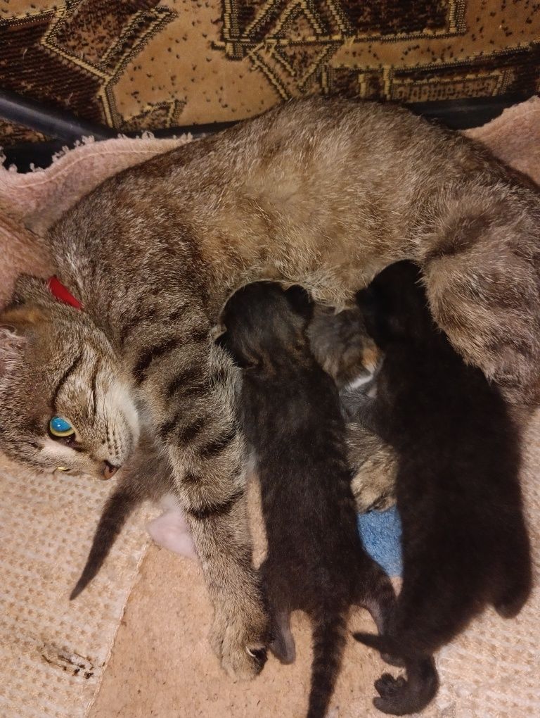 Кошенята в добрі руки
