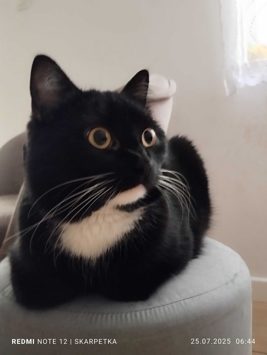 Piękna młodziutka kiciunia do adopcji