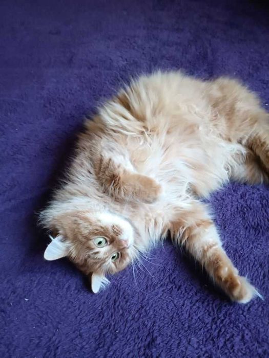 отдам кота,  неежный, ласковый