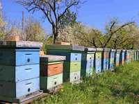 Продам бджолосім'ї (Пчелосемьи, бджоли, пчелы, бджолині сім'ї)