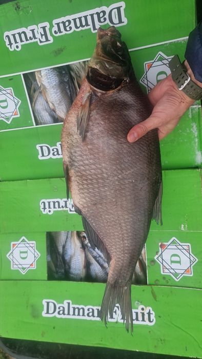 Риба, Копчена, В'ялена,Свіжоморожена опт , великі обйоми лящ,плотва,..