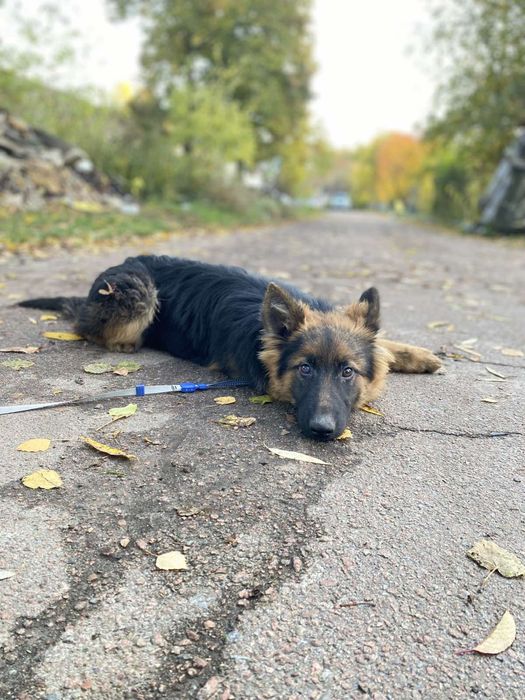 Німецька вівчарка довгошерстна