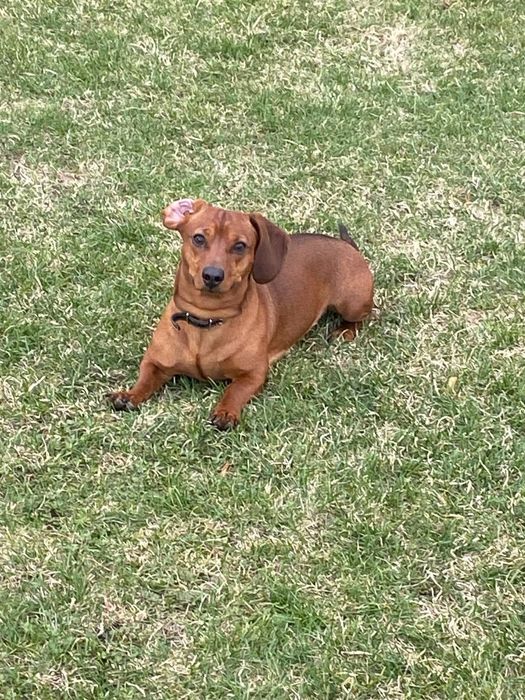 Шукаю дівчинку таксу Ірпінь