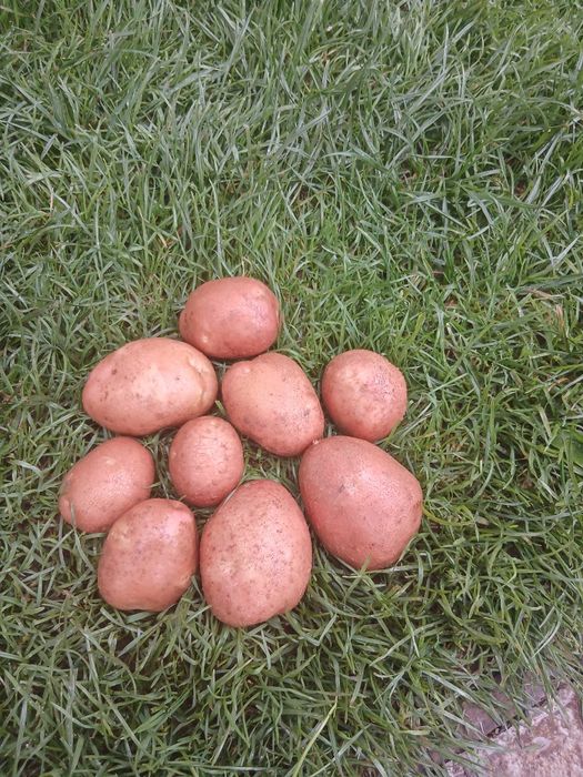 Продаю домашню бульбу