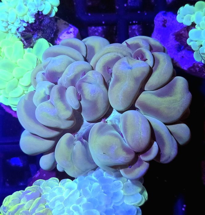 Ogromna Plerogyra Bubble Coral FLUOLAMPS WYSYLKI