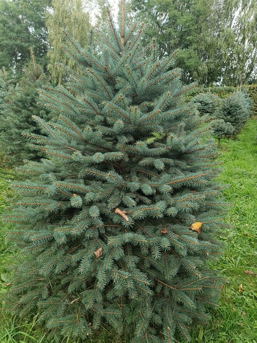 Ялинка голуба Кейбаб