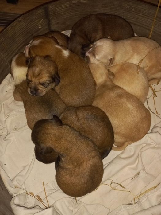 Do oddania szczeniaki