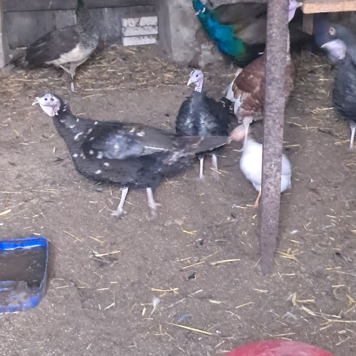 Indyki i kaczki z 2025