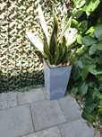 Sansevieria Golden