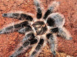 Brachypelma albopilosum-курчавый птициед