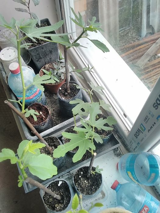 Инжир комнатный 8 сортов, черенки и саженцы